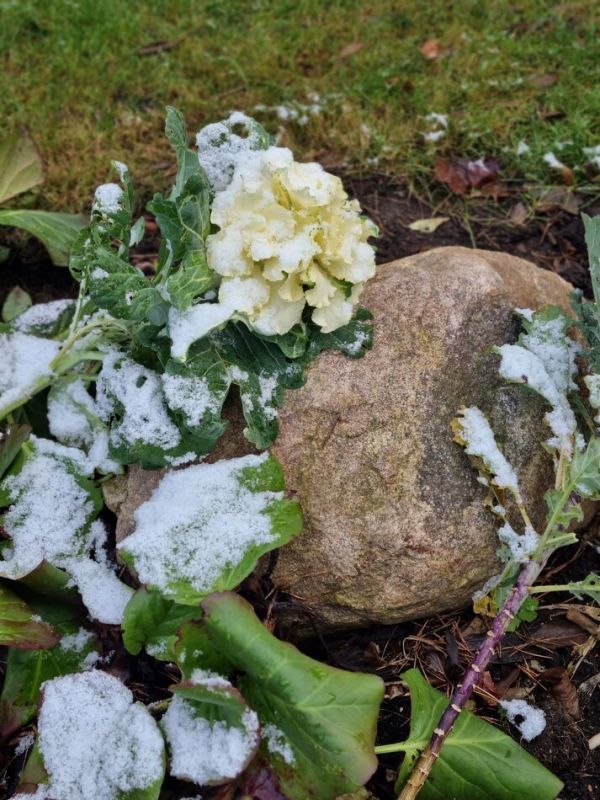 ��� ������� ���������� ����������