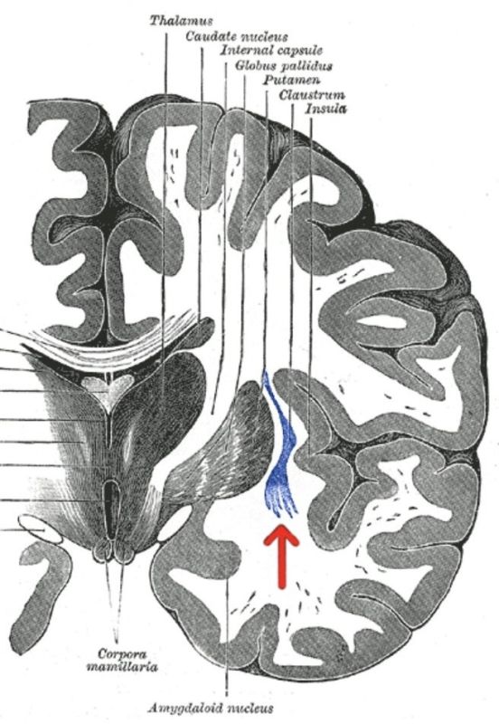 Клауструм: загадочная структура мозга, объединяющая наше восприятие