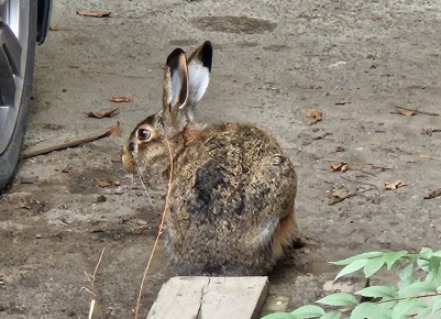 ��� ���������� � �������������� � ����������� �����