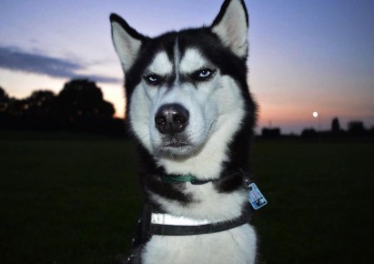 Как правильно знакомить питомца с новыми знакомыми и другими мурлыками