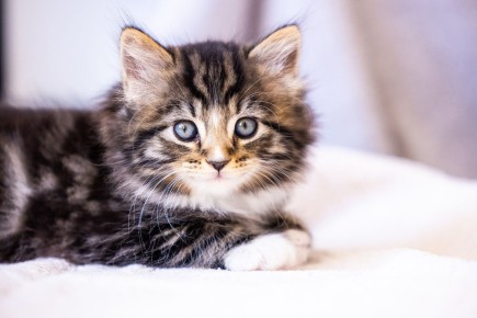 Как повседневные действия владельцев могут вызвать стресс у кошек