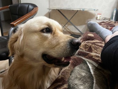 Как любимцы заставляют нас смеяться и вспоминать о юности