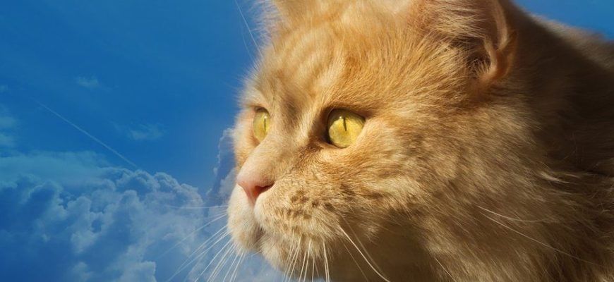 Как избавиться от лжи: 8 шагов к искренности в отношениях