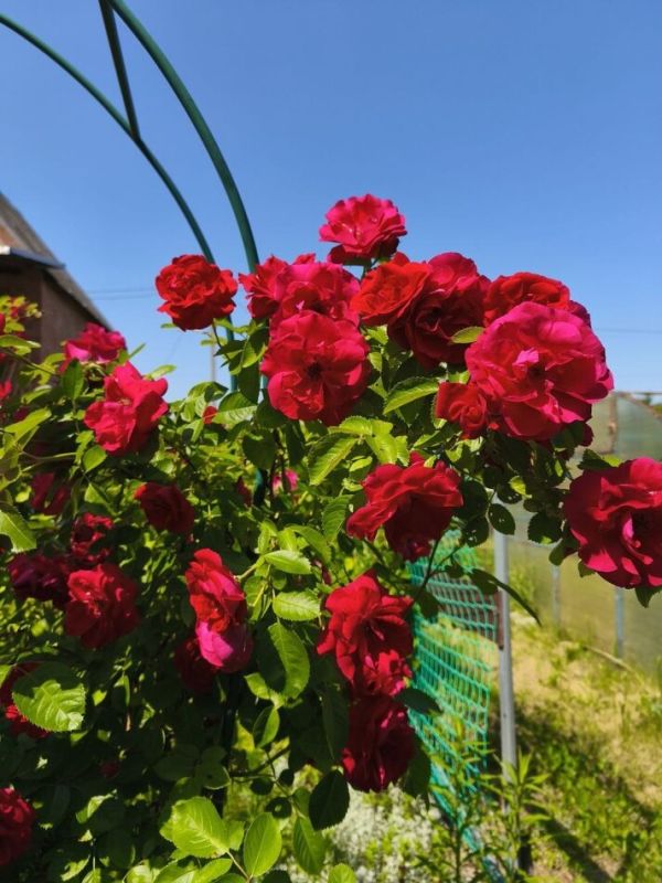 ��� ��������� �� ����� ����� ������ � ������