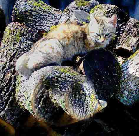 ������� � �������� �����