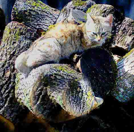 История о кошачьей любви